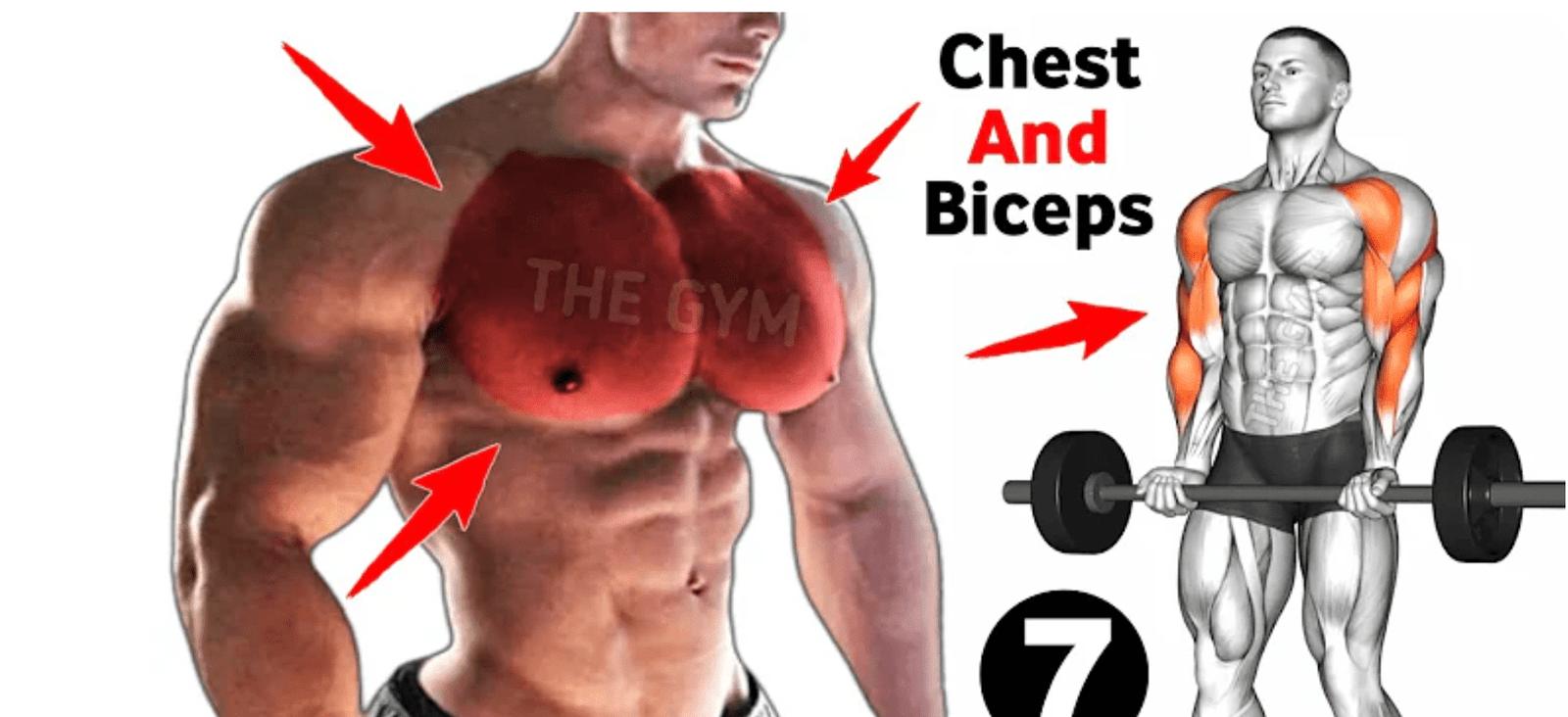 chest and bicep workout